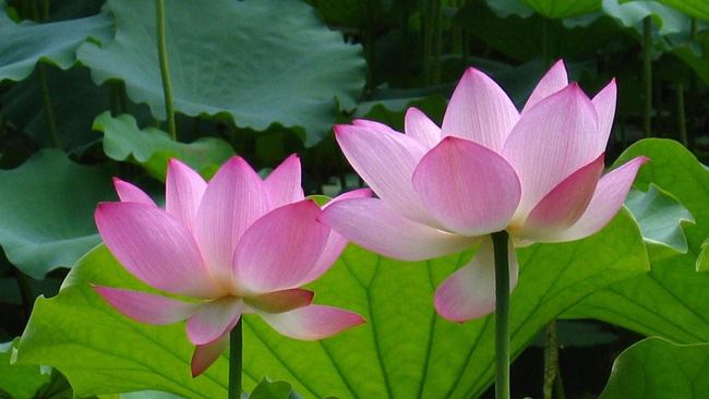 《了凡四训》原文